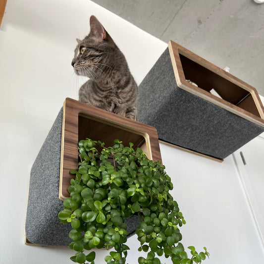 Combining Functionality and Style with Cat Display Boxes