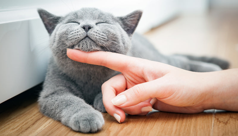 Why Do Cats Purr? The Unexpected Power of the Purr | Cat Matter