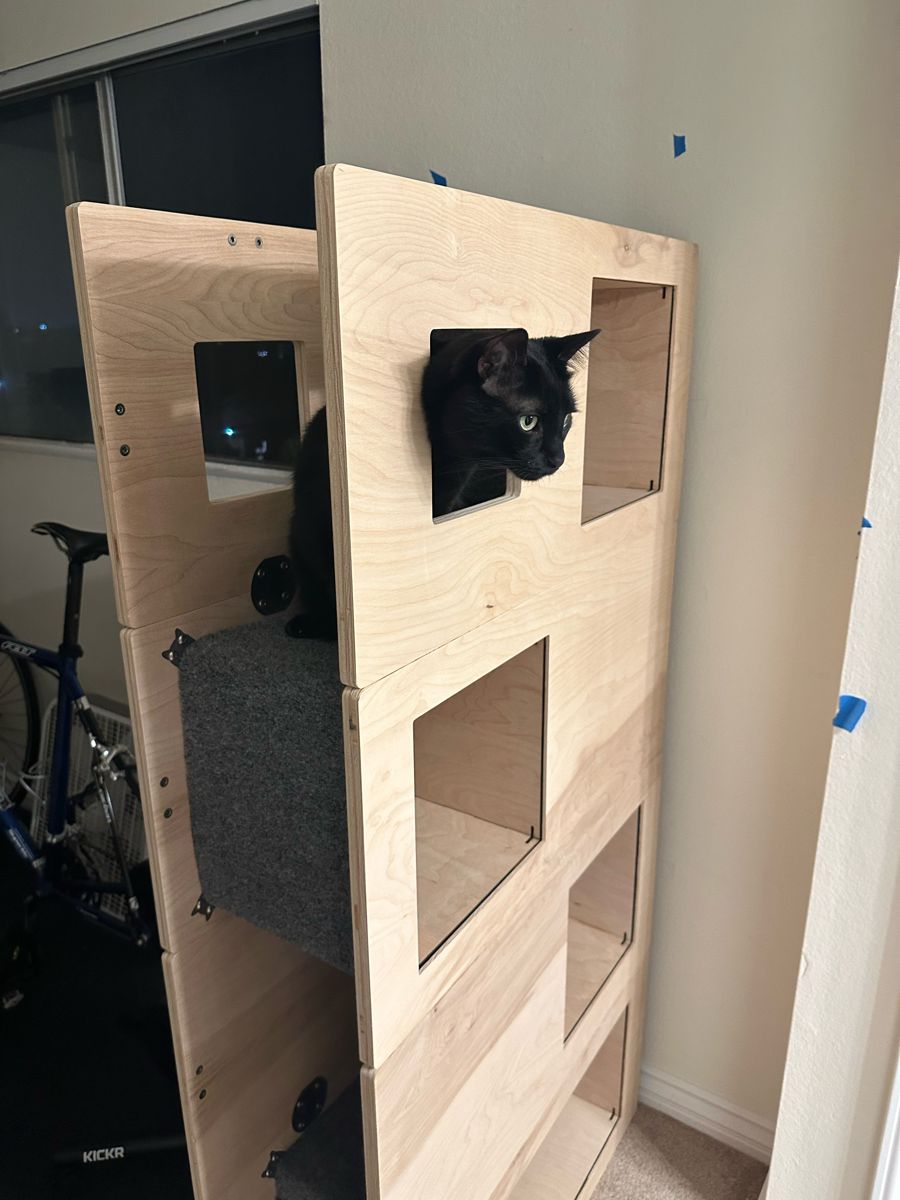 Black cat looking out of a window opening in a birch Cat Case