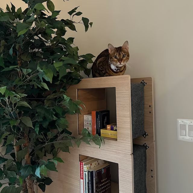 Bengal cat sitting on top of a pale wood Cat Case beside a plant