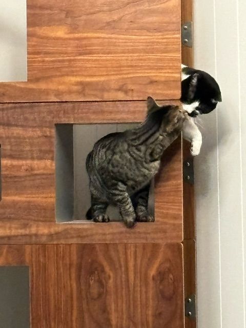 Tabby cat climbing into a walnut module while a black-and-white cat watches from above