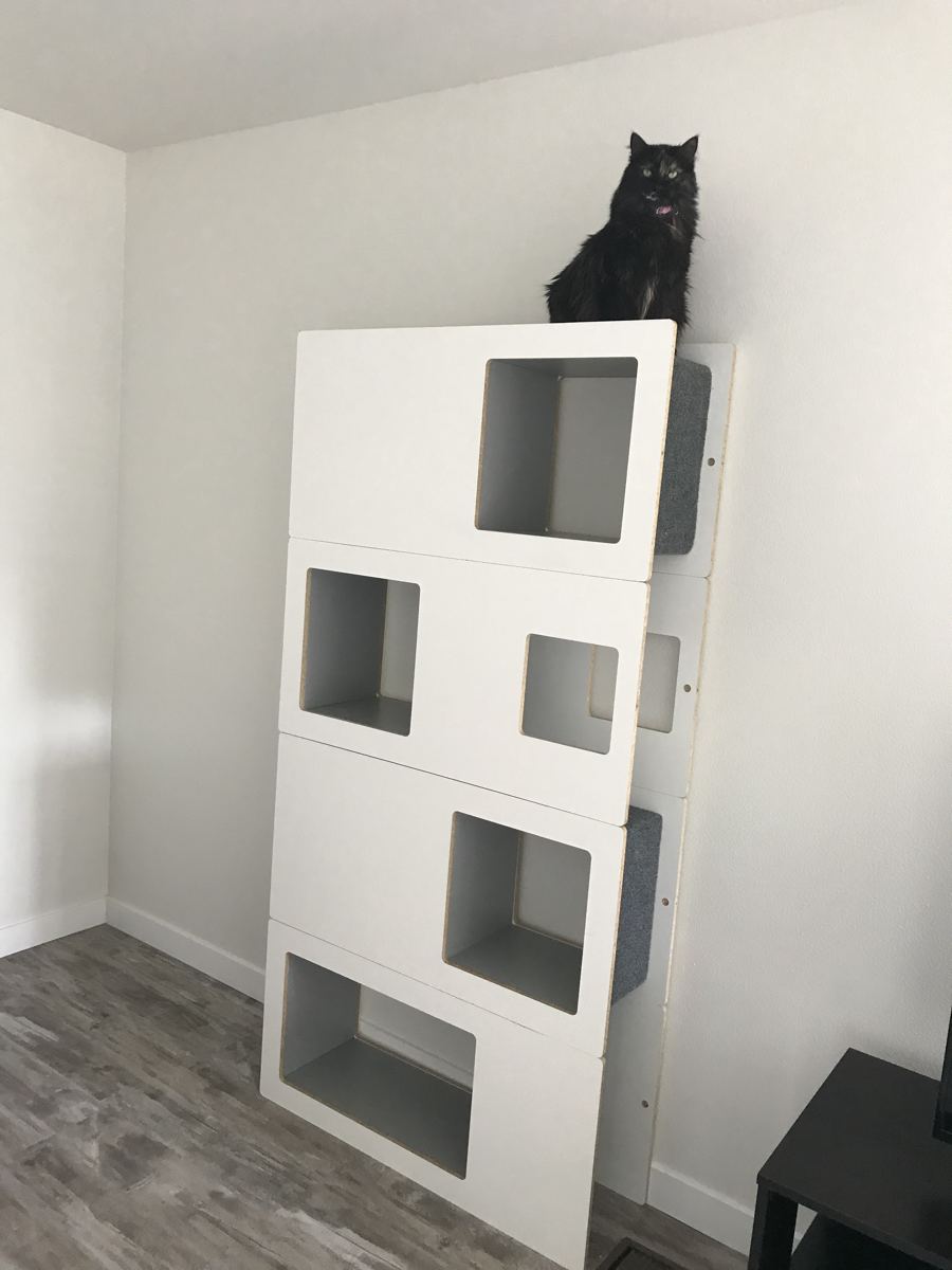 White Cat Case in a backer's home with a black cat on top