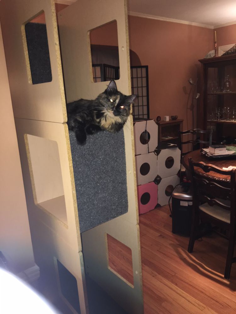 Cat climbing inside a Cat Case module