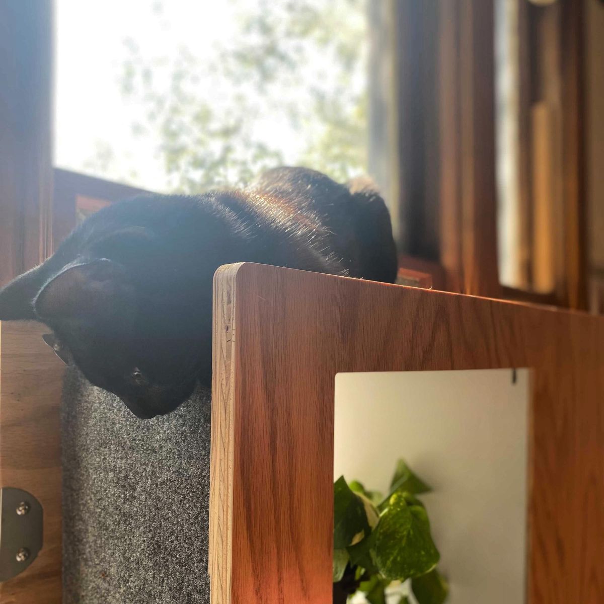 Close-up of a black cat peering down over the carpeted side of a walnut Cat Case in the sun