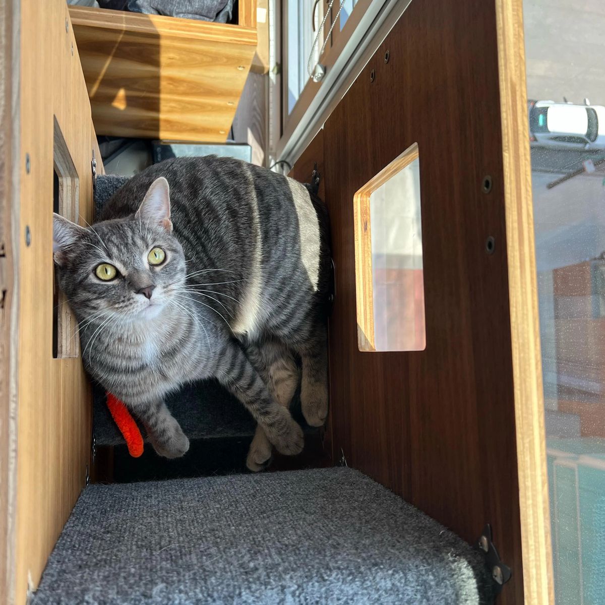 Gray tabby stepping through the carpeted tunnel inside a walnut Cat Case, a small window beside it